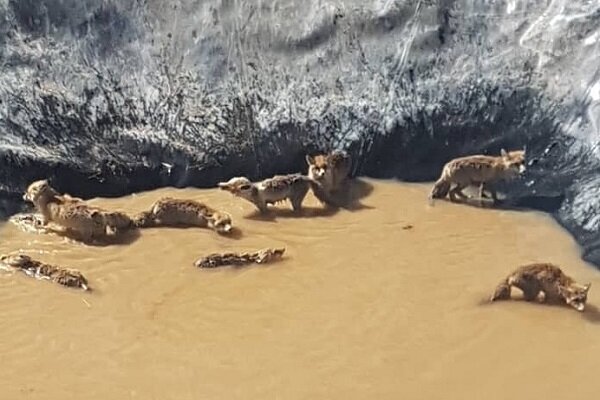 نجات ۱۱ قلاده روباه گرفتار در منبع ذخیره آب کشاورزی